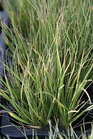 parrys oat grass seedling