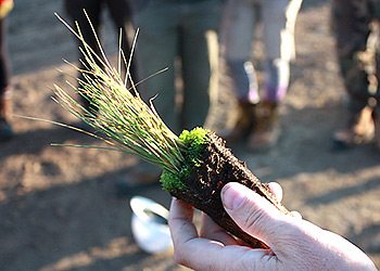 Grass plug grown at Eastern Slopes Rangeland Seeds Ltd.