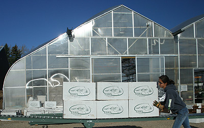 Eileen Tannas of Eastern Slopes Rangeland Seeds Ltd. moves boxes of custom grown seedlings in front of the greenhouse