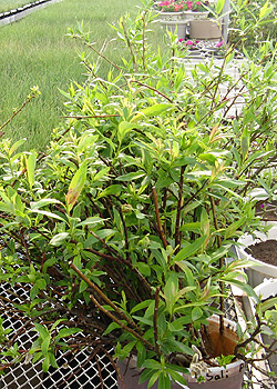 Willow cuttings from Eastern Slopes Rangeland Seeds Ltd.